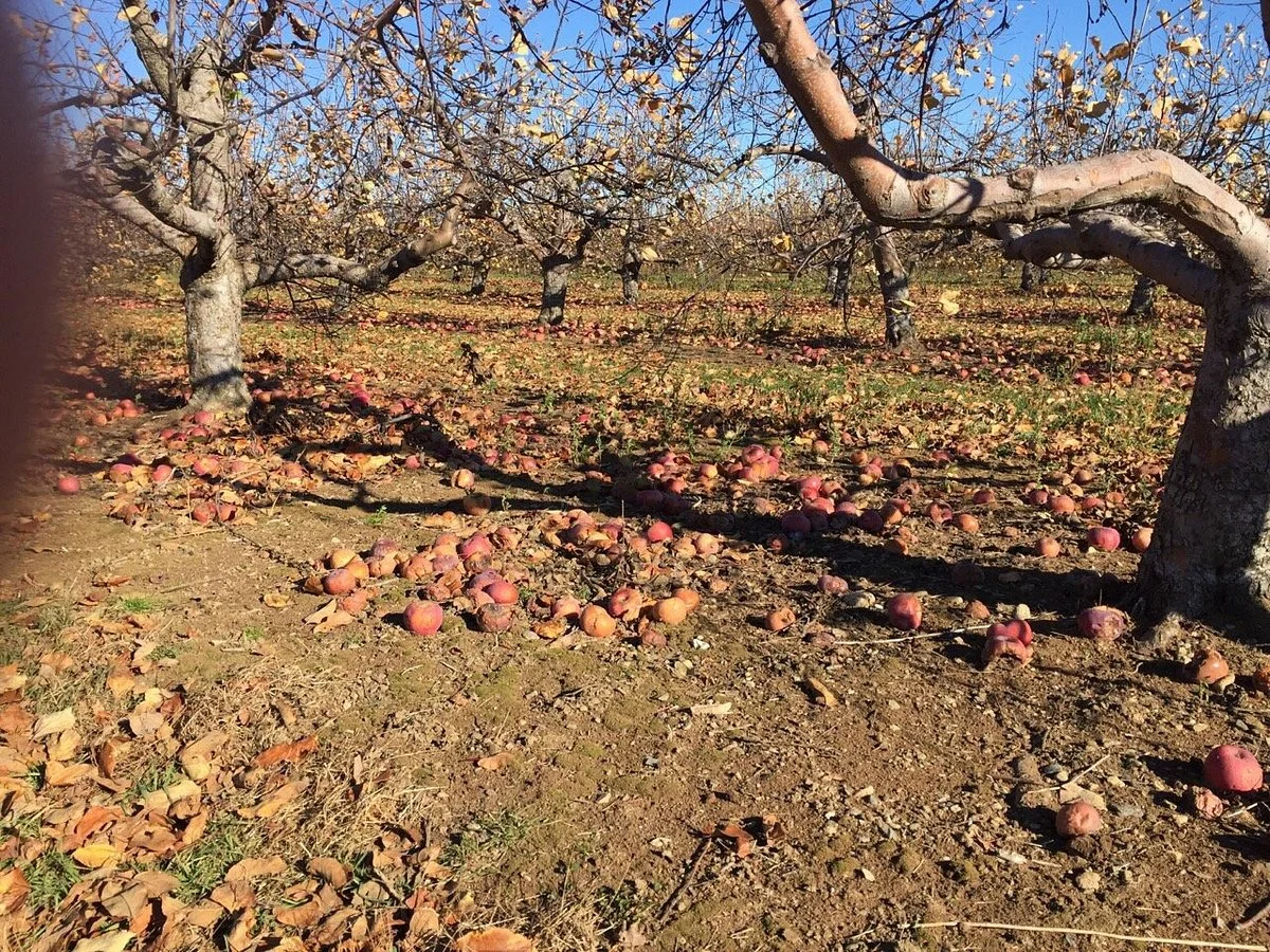 Sholan farms