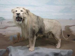 Mammoth Cave Wildlife Museum