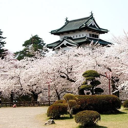 Hirosaki Cherry Blossom Festival