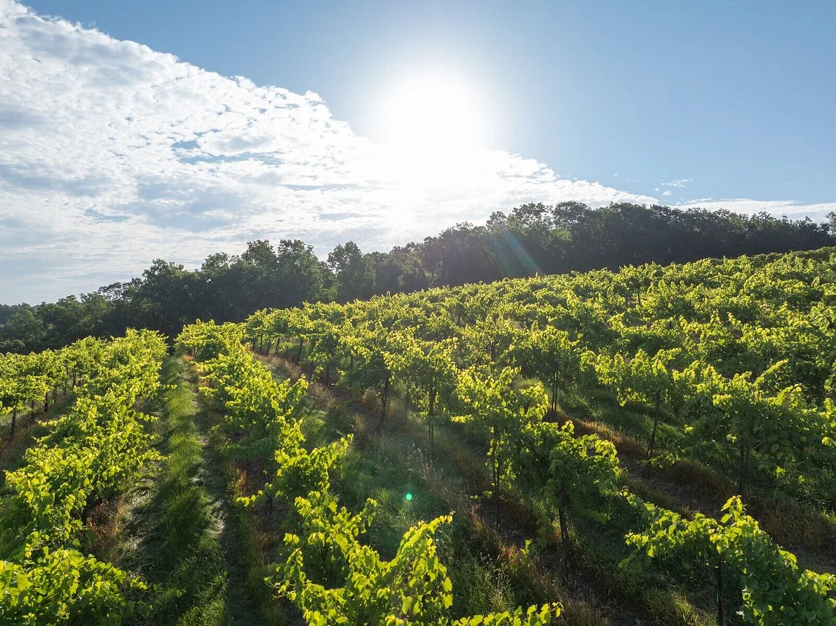 Adam Puchta Winery
