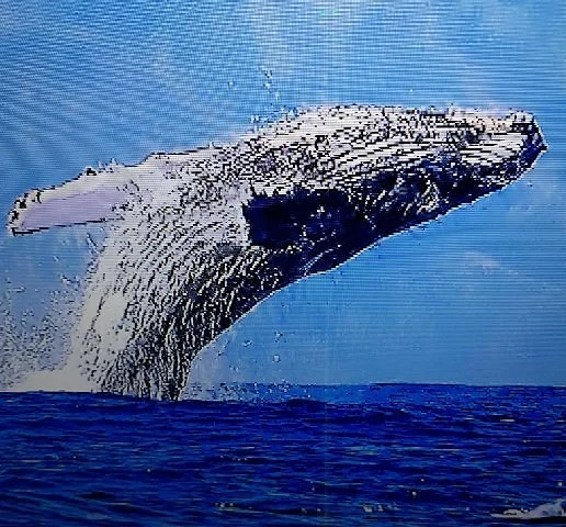 Whale Center of the Pacific