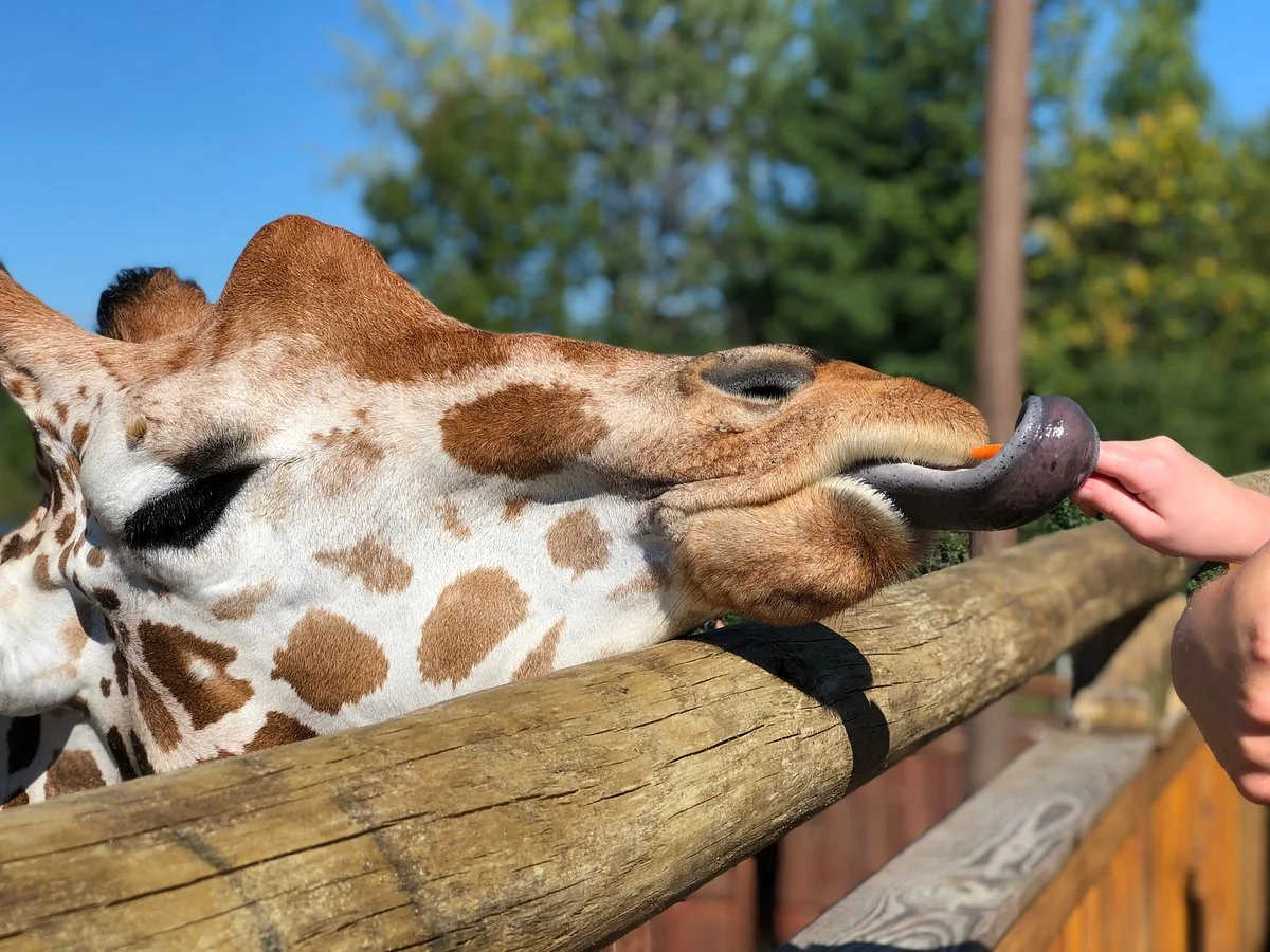 The Wild Animal Park