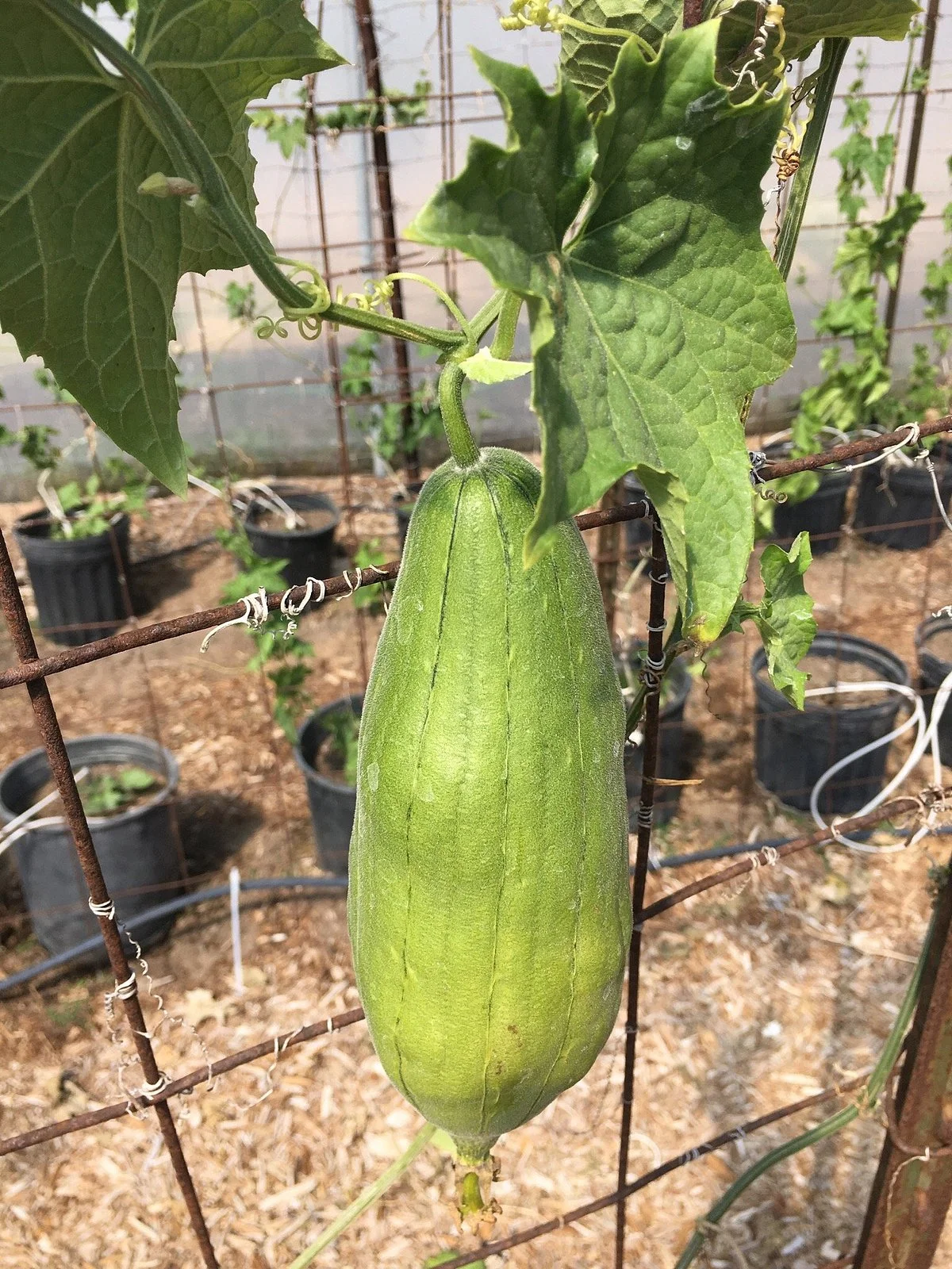 The Luffa Farm