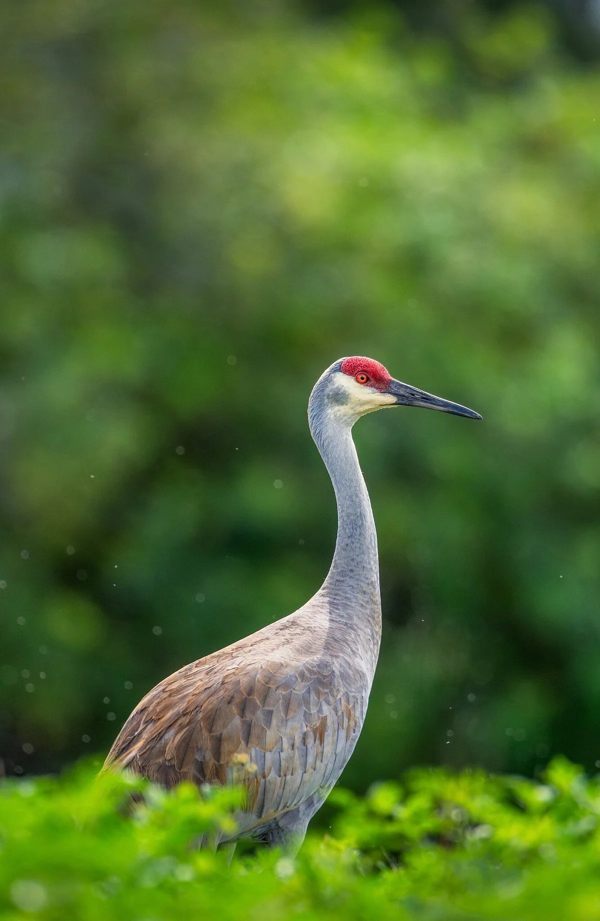 Harn's Marsh
