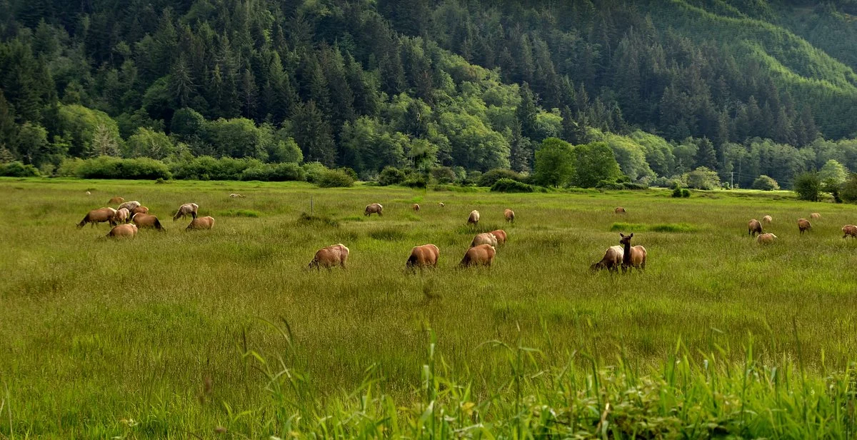 Dean Creek Elk Viewing Area