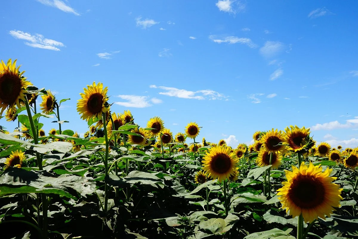 Kiyose Sunflower Farm