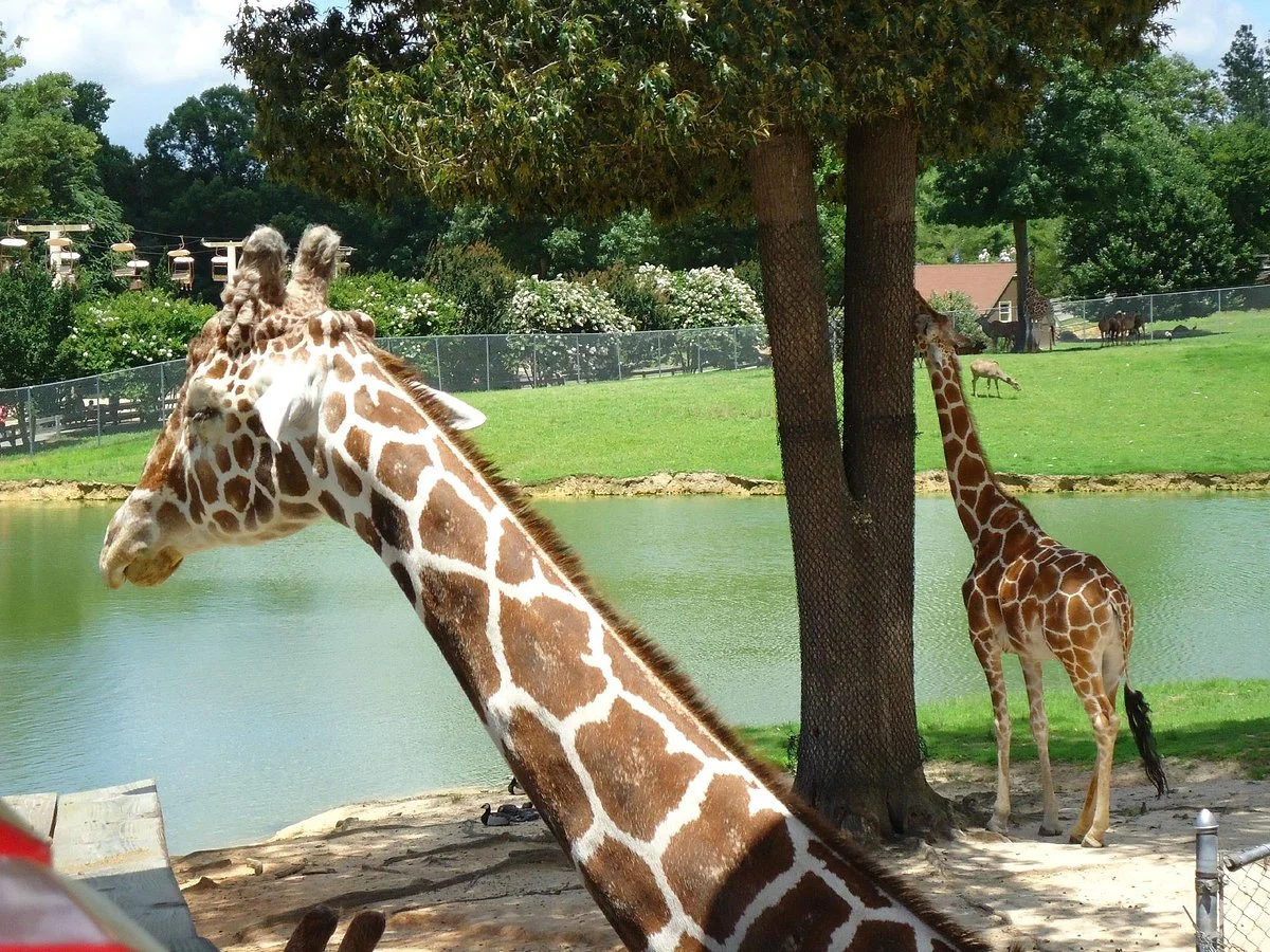 Metro Richmond Zoo