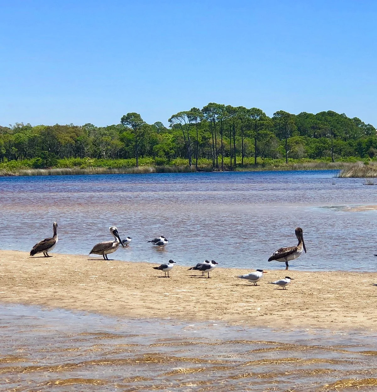 Camp Helen State Park