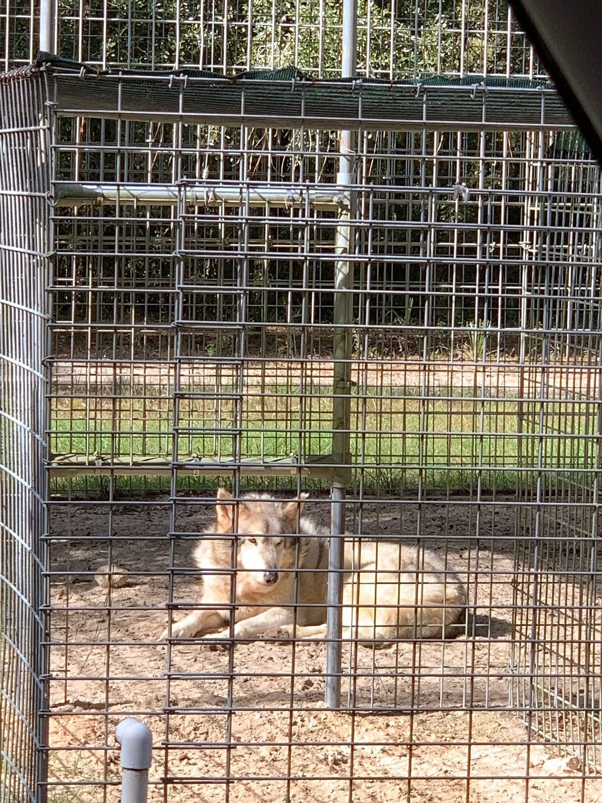 Forest Animal Rescue