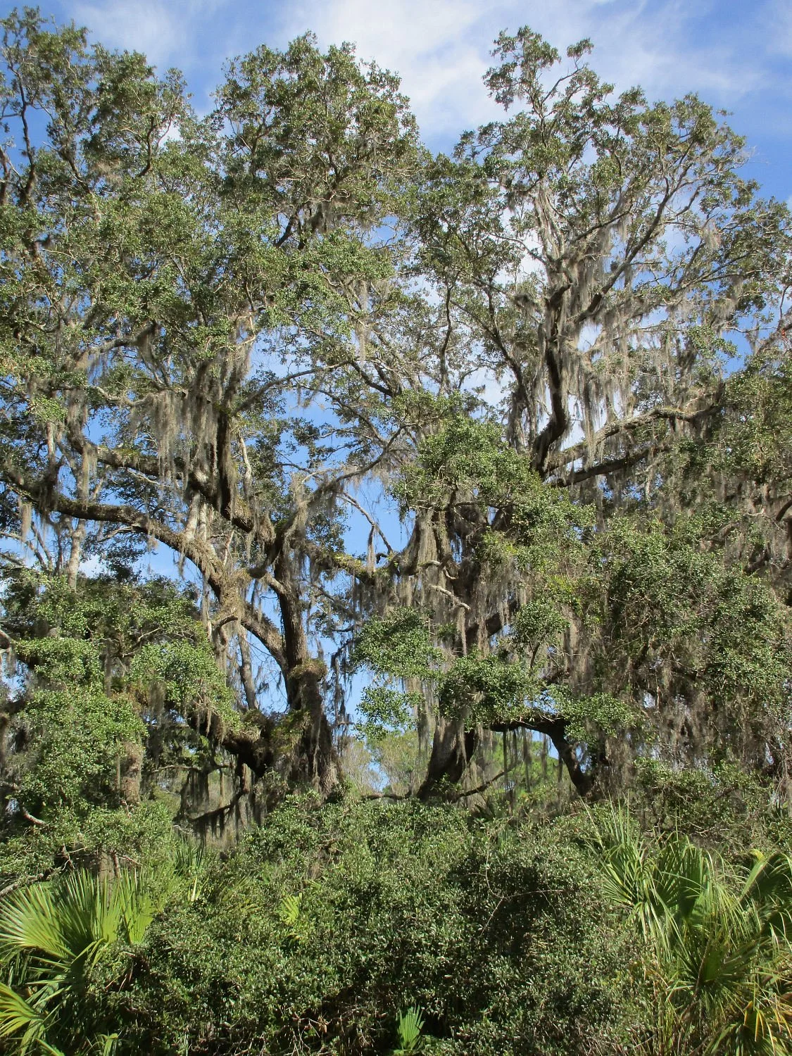Crystal River Preserve State Park Eco-Walk
