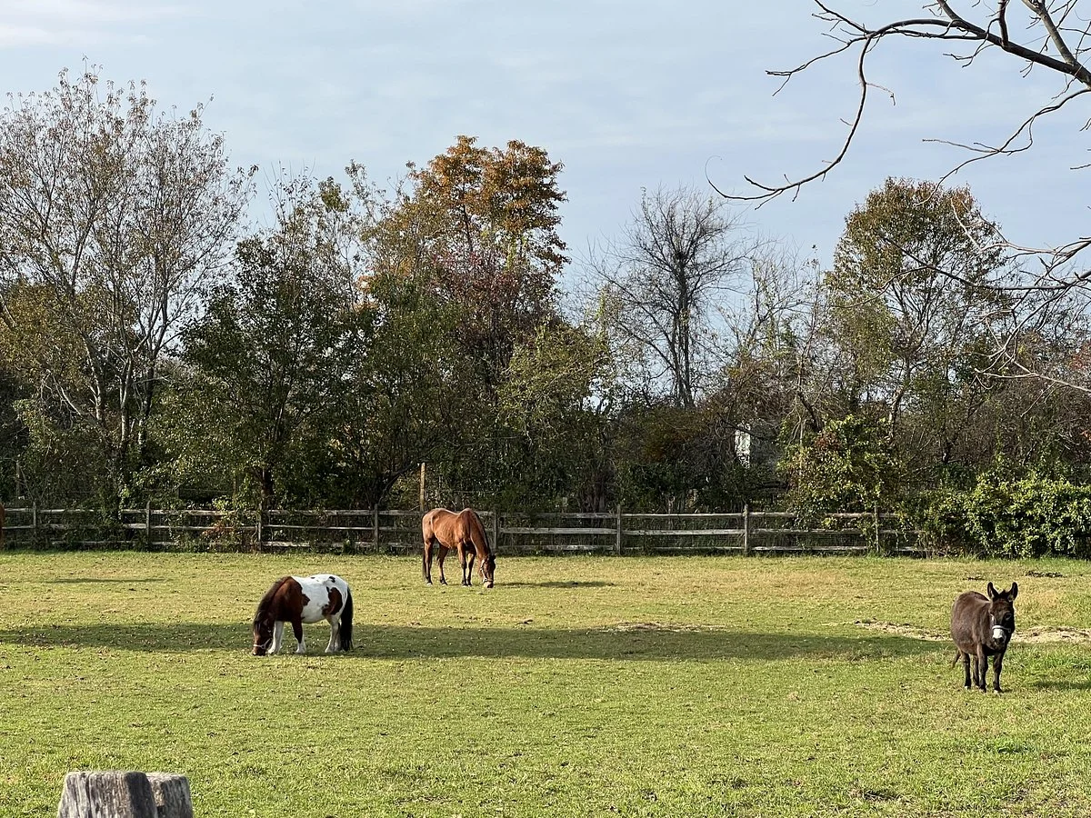 Spirit’s Promise Equine Rescue