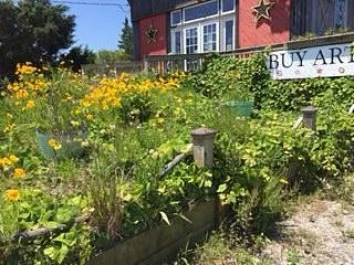 Pea Island Art Gallery, Salvo, NC