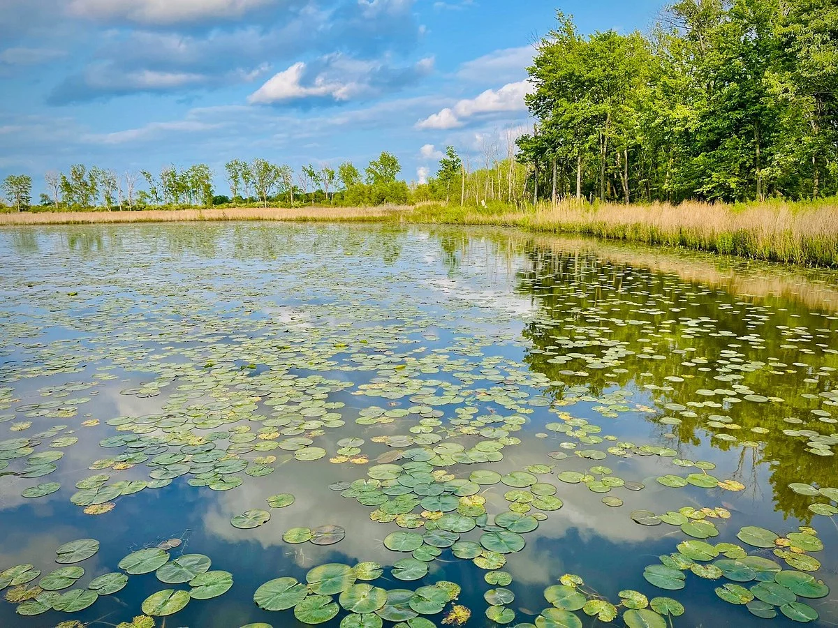 Magee Marsh Wildlife Area