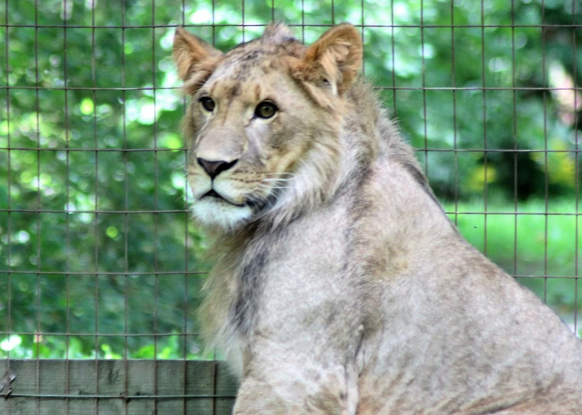 Killman Zoo