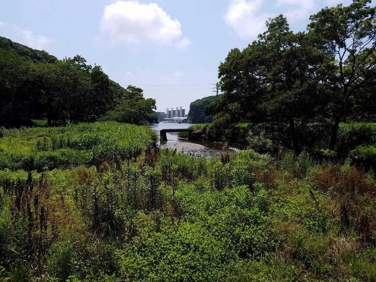 Koajiro Forest