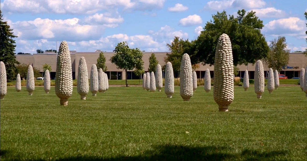 Field of Giant Corn Ears
