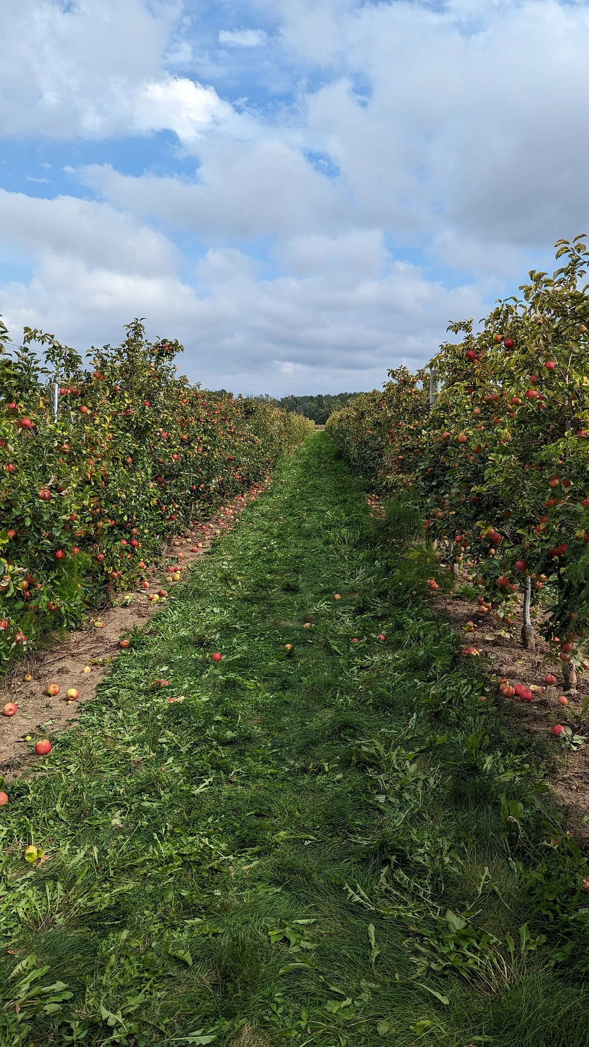 Barthel Fruit Farm
