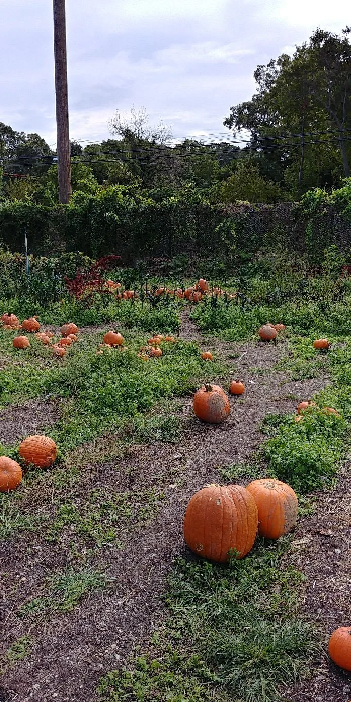 Organics Today Farm