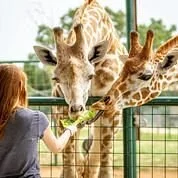 Aggieland Safari