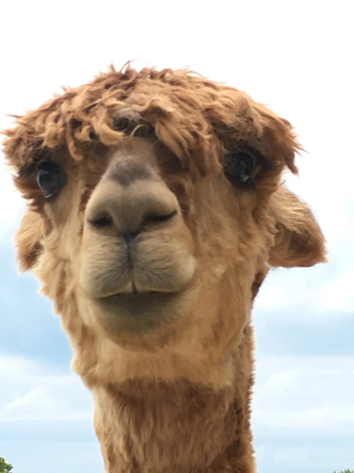 Eastland Alpacas