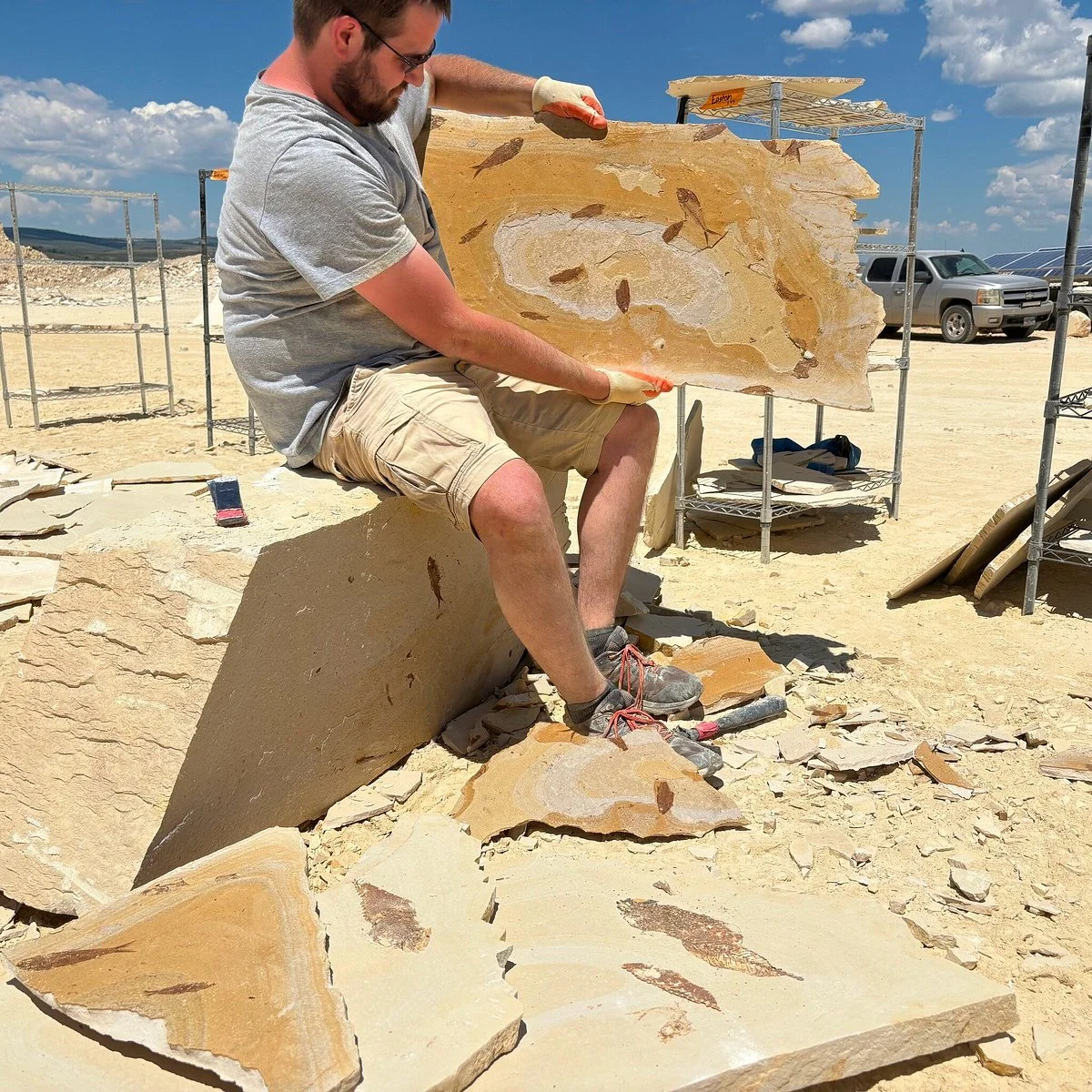 Fossil Safari at Warfield Fossil Quarries