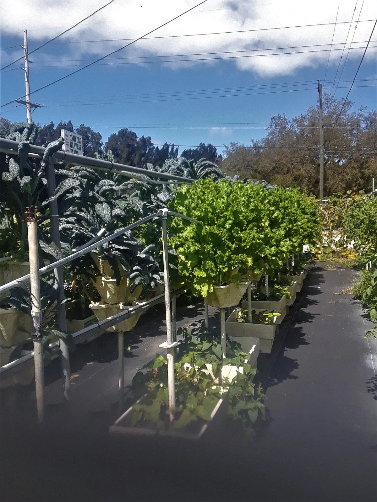 Hydro Harvest Farms
