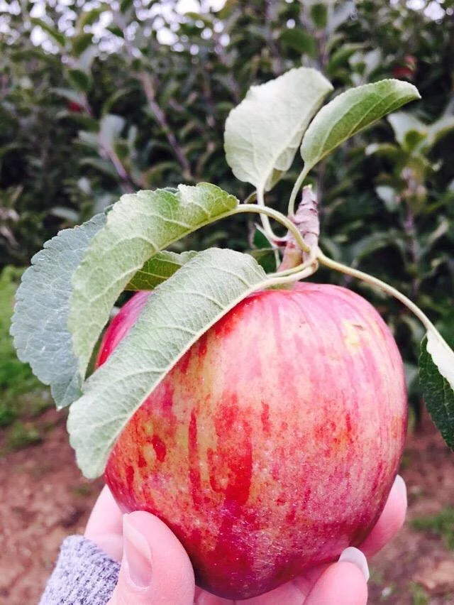 Oriole Springs Orchard