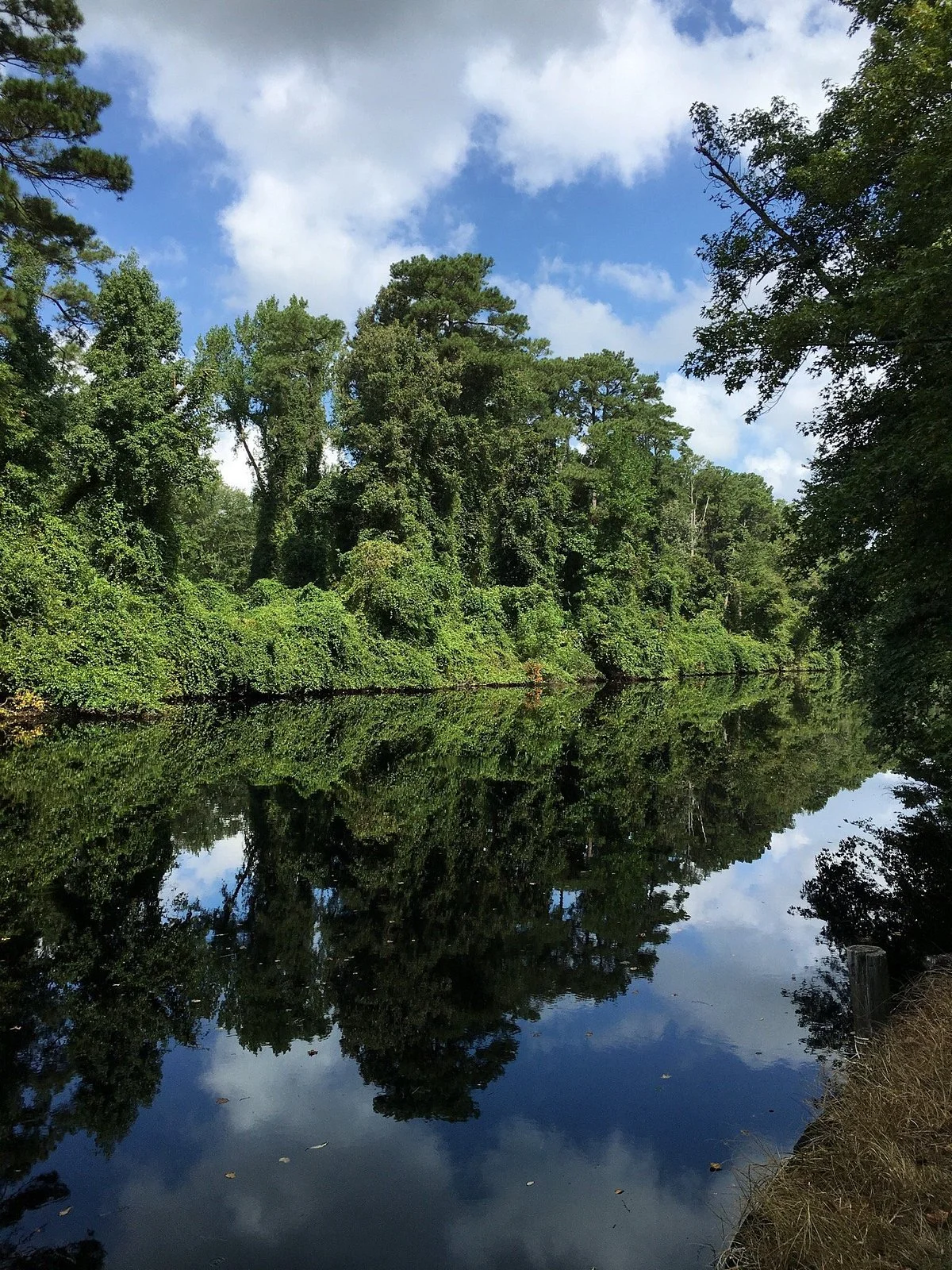 Dismal Swamp Canal Trail