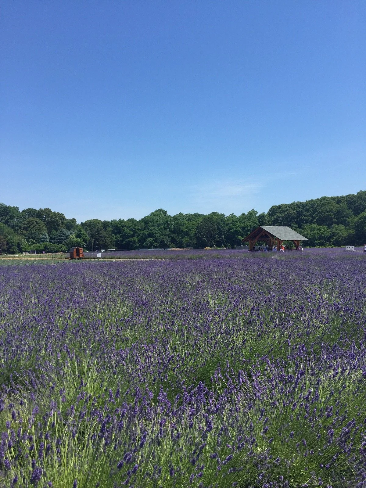 Lavender By The Bay