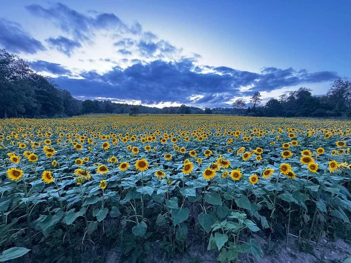 Sussex County Sunflower Maze