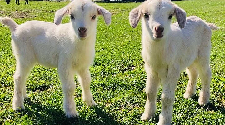 Safe Haven Farm