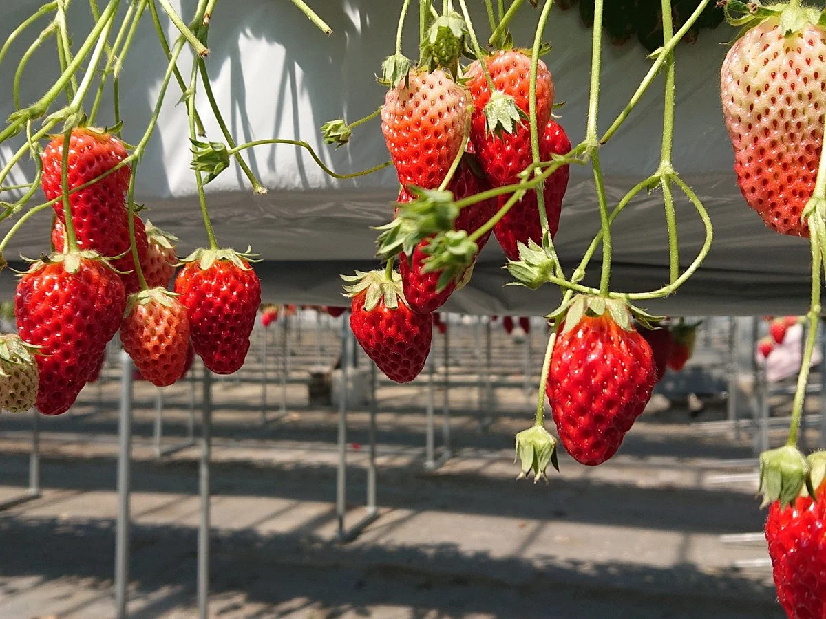 Takeo Ohata Strawberry Farm