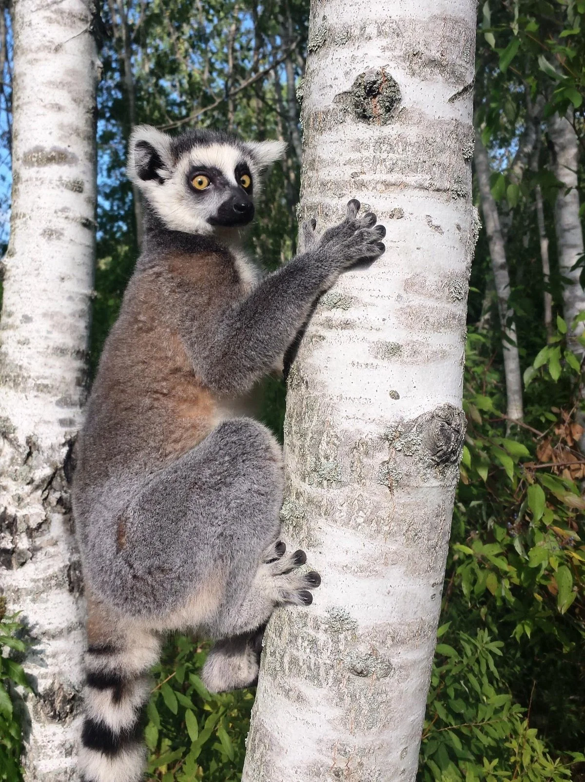 Ringtail Ranch and Rescue