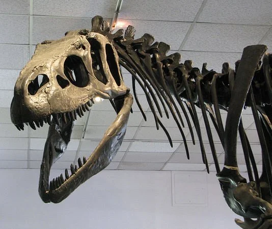 BYU Museum of Paleontology
