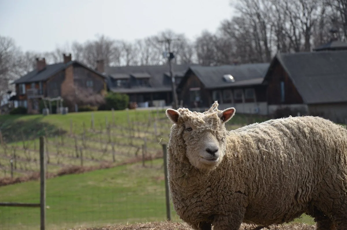 Benmarl Vineyards and Winery