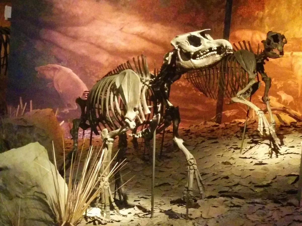 Hands On! Discovery Center at Gray Fossil Site
