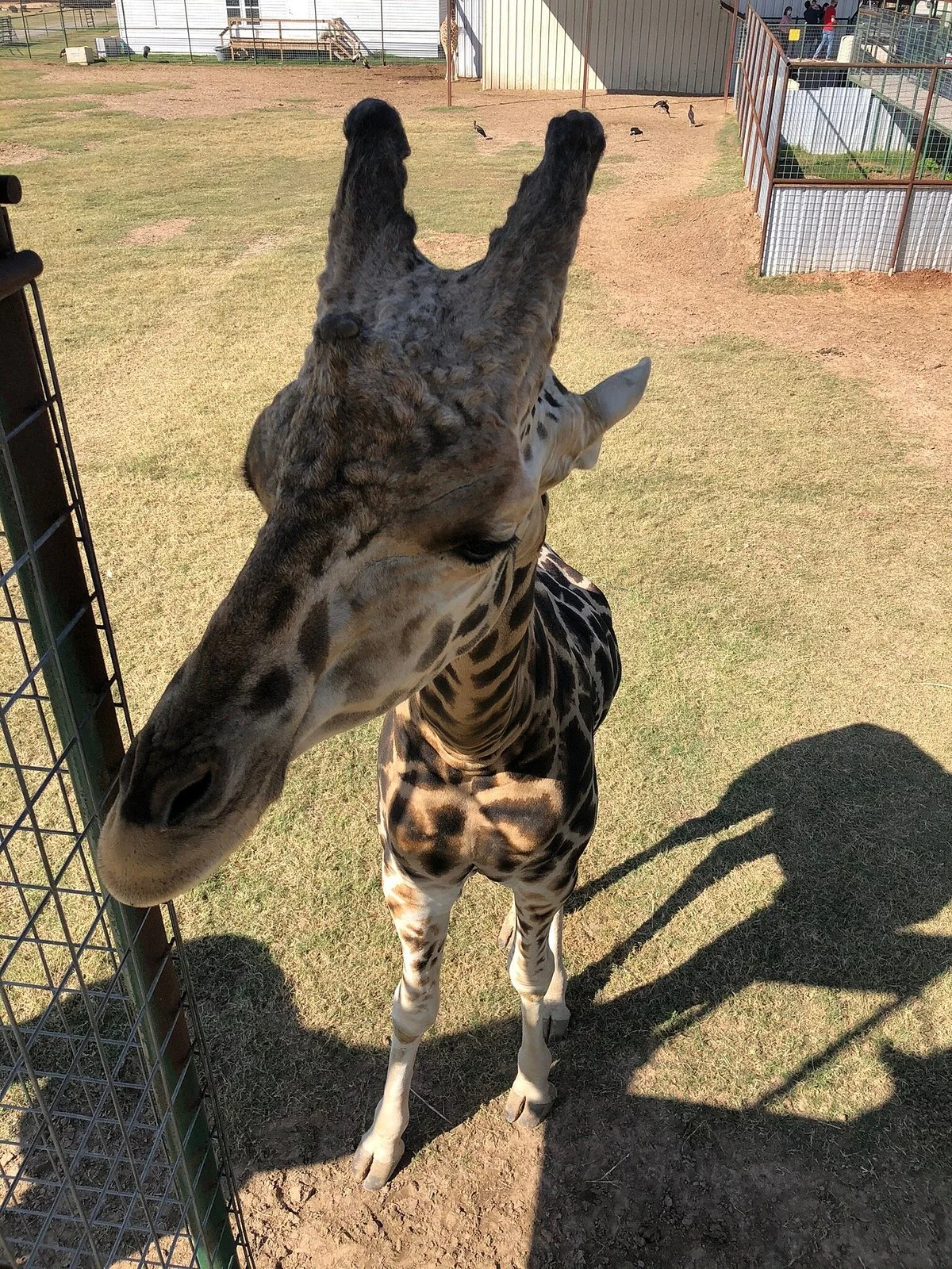 Franklin Drive Thru Safari
