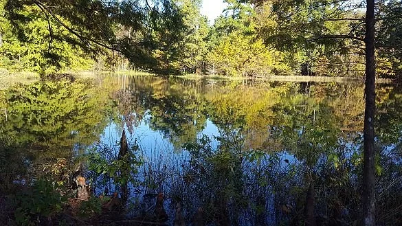 W. G. Jones State Forest