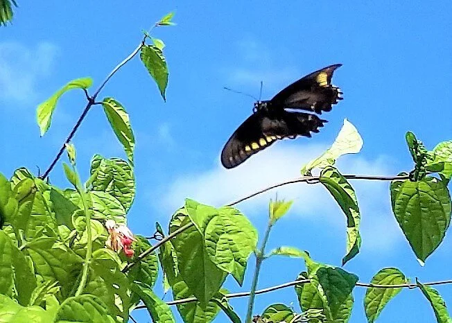 Calusa Park