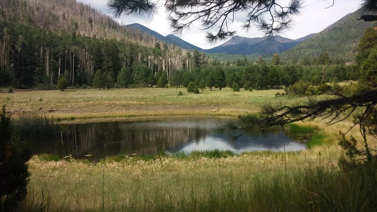 Lockett Meadow