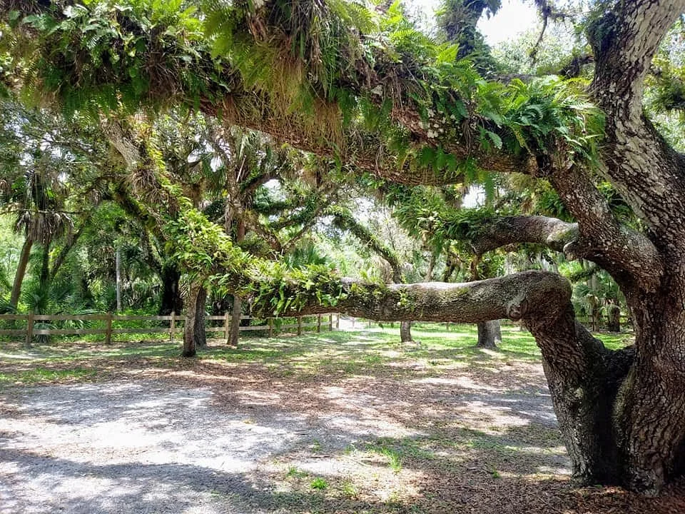 Oaks Park