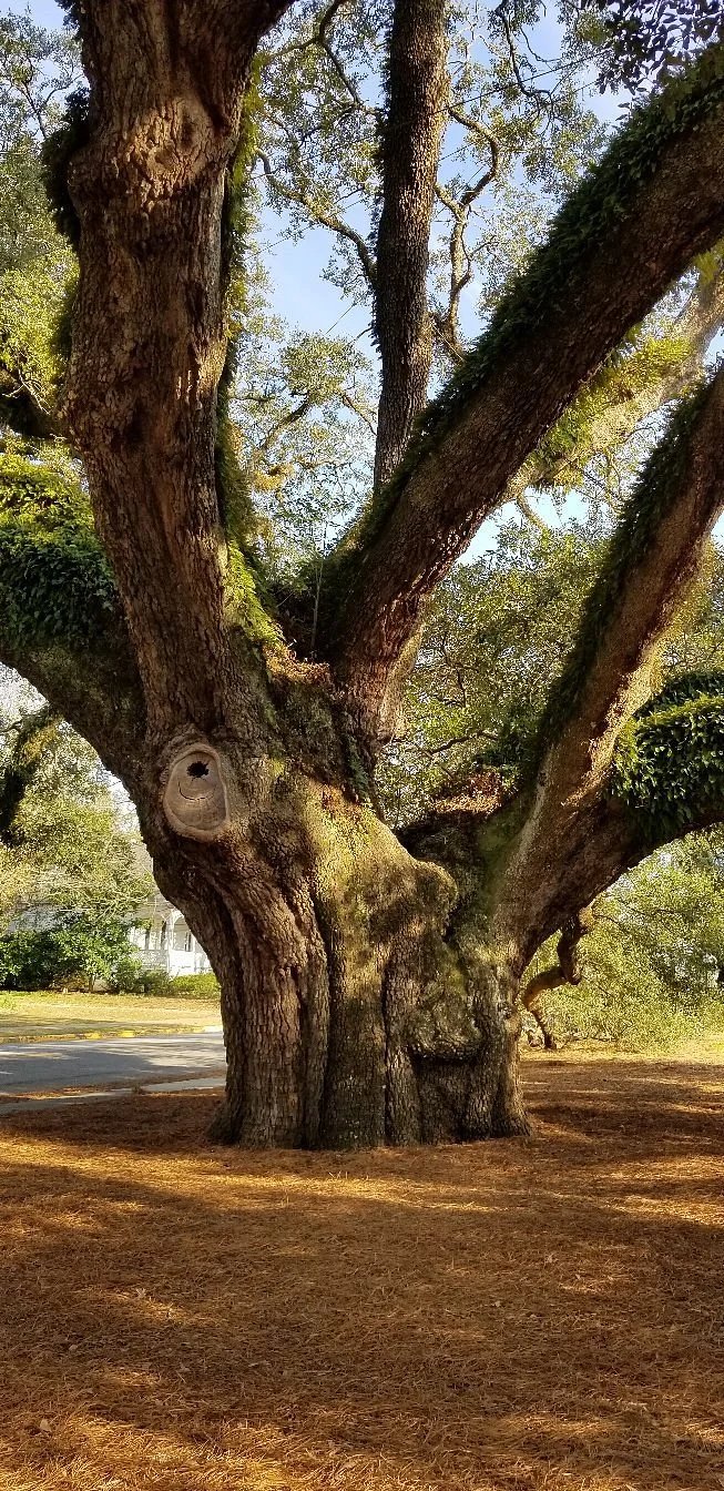 Thomasville's Historic Big Oak