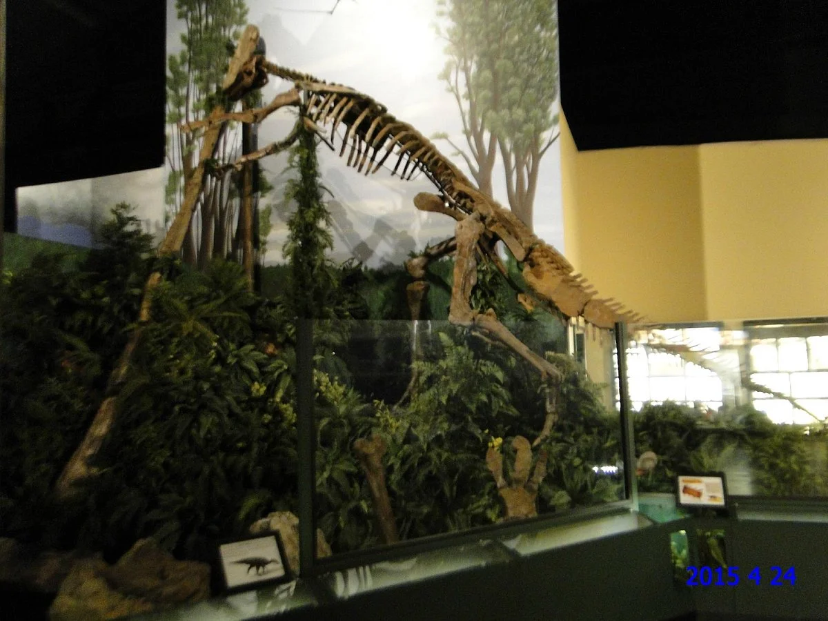 Naranjo Museum-Natural History