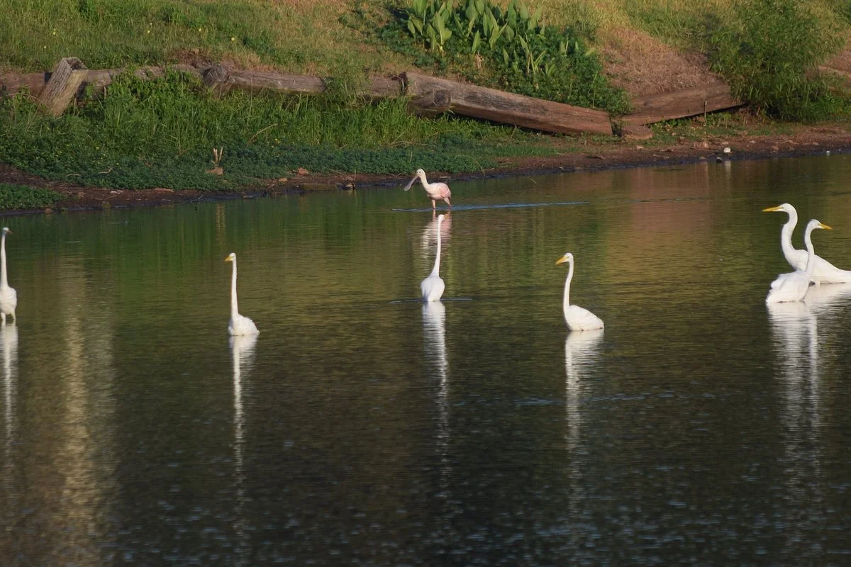 Red River National Wildlife Refuge