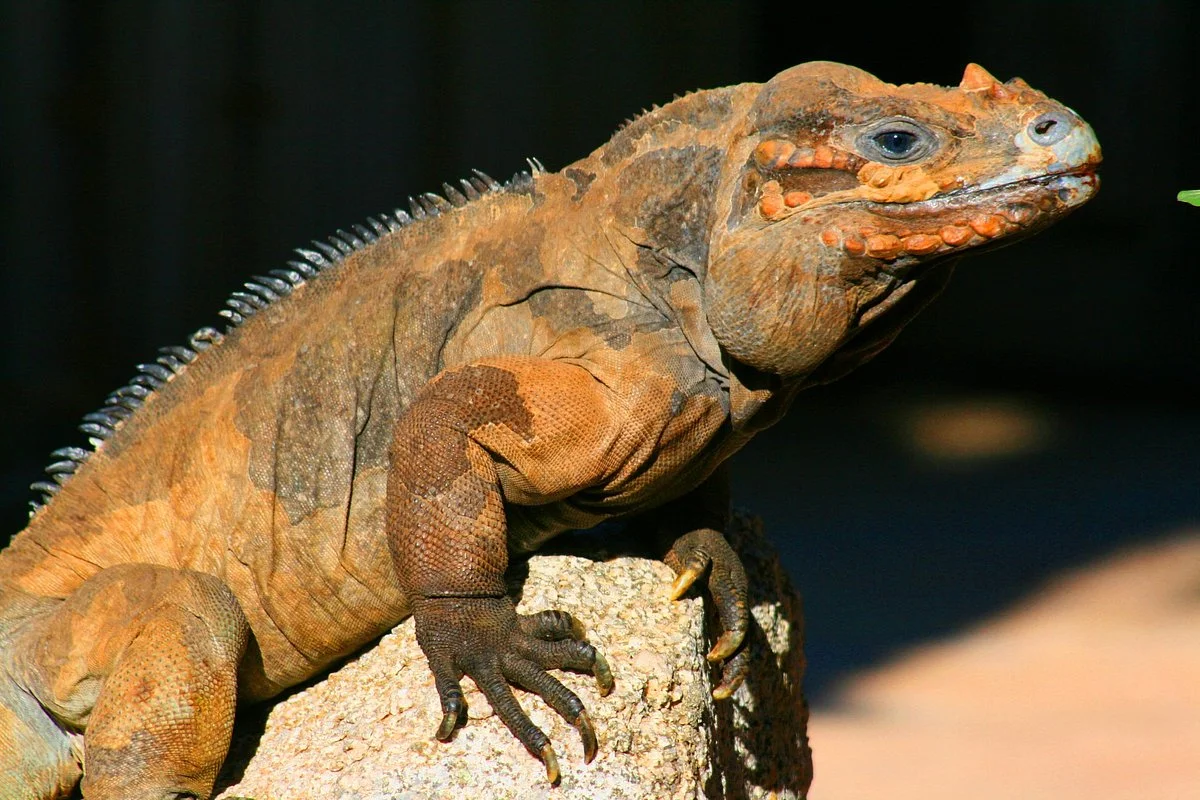 Phoenix Herpetological Sanctuary