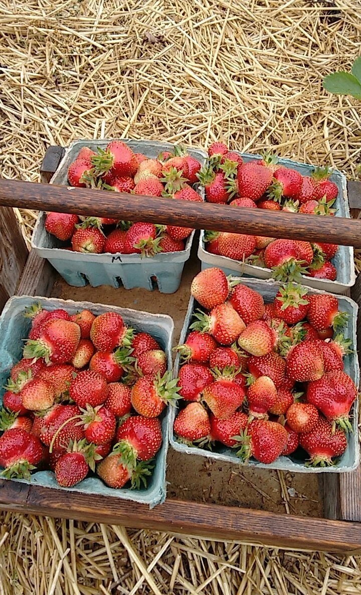 Myers Strawberry Farm