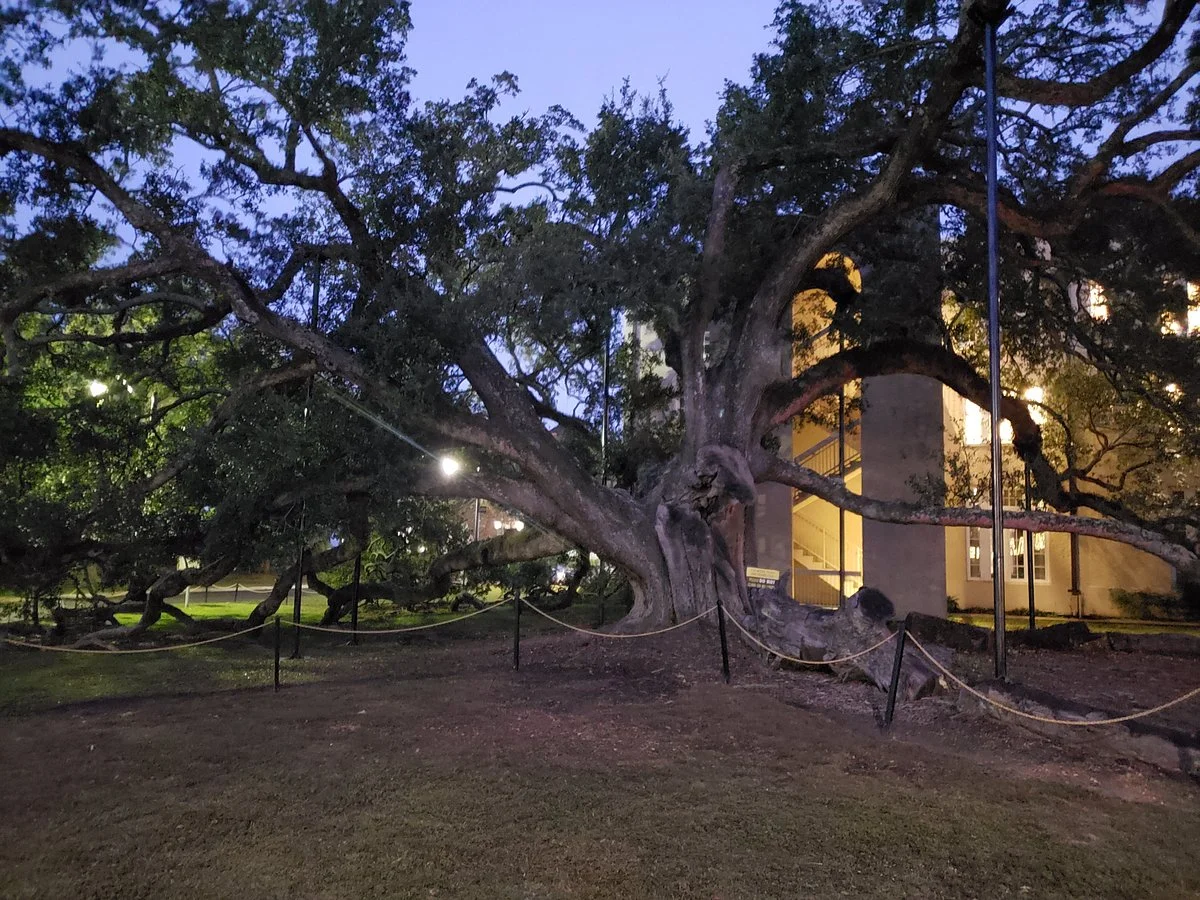 Friendship Oak