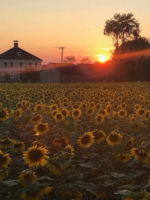 Buttonwood Farm