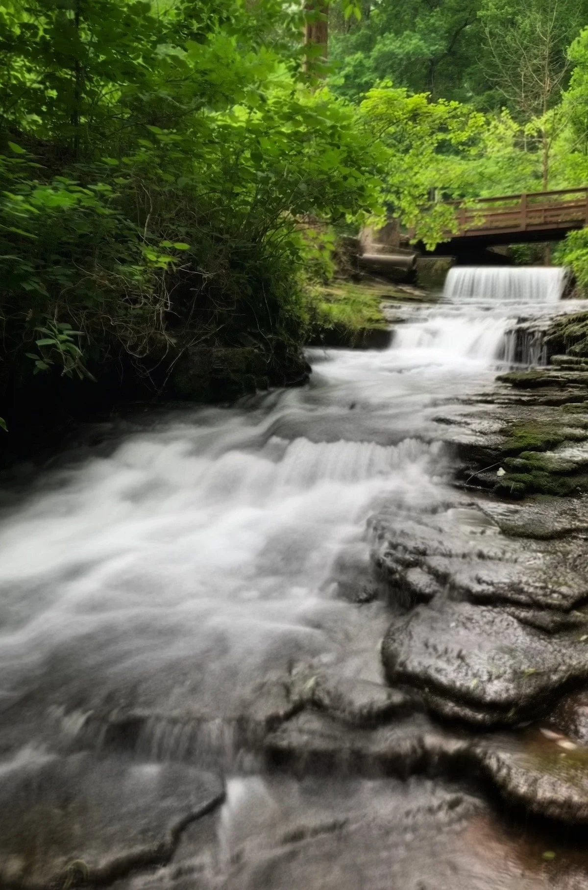 Saunders Springs Nature Preserve