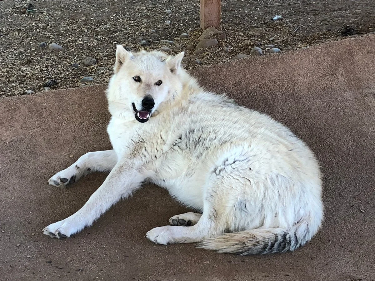 Medicine Wheel Lodge Wolf Sanctuary